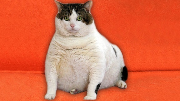 Katze, verdammt fett