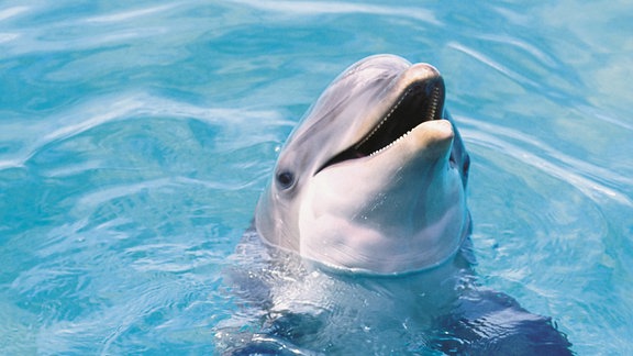 Ein Delfin lacht.