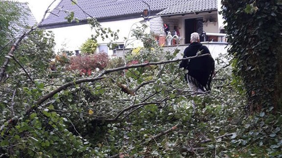 Umgestürzte Bäume in einem Garten. Fotografiert von Sophie in Altenweddingen.