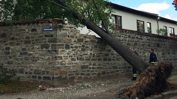 Ein entwurzelter Baum liegt auf einer zerstörten Mauer. Fotografiert von Olli aus Bernburg.