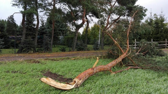 Ein abgeknickter Baum liegt auf einer Wiese. Fotografiert von Sandy in Doberschütz.