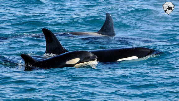 Orcas vor Island im Nordatlantik