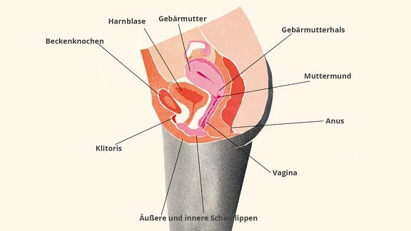 Darstellung der weiblichen Beckenorgane im Schnitt