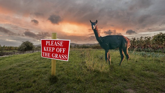 Lama auf Gras (Collage)