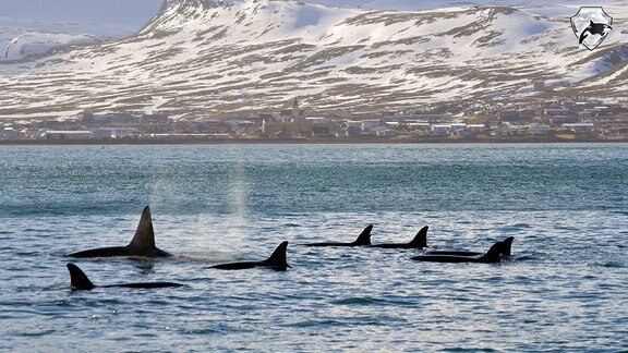 Orcas vor Grundarfjördur (Island)