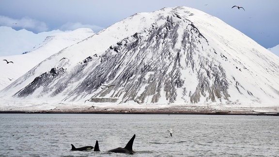 Orcas im Winter vor der isländischen Küste