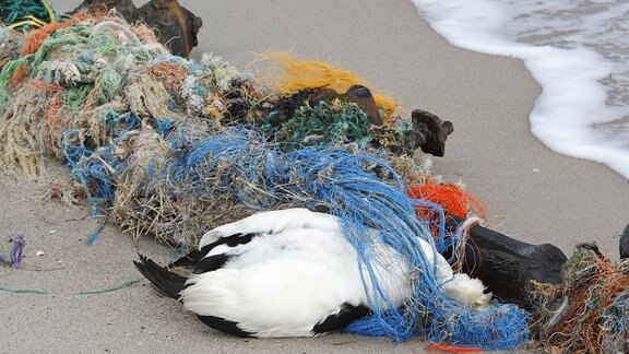 Müll und totes Tier an der ostfriesischen Küste