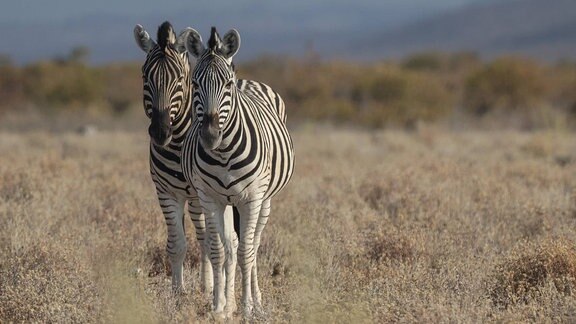 Zwei Zebras stehen versetzt hintereinander und blicken direkt in die Kamera des Fotografen, aufgenommen irgenwo in der afrikanischen Savanne. 